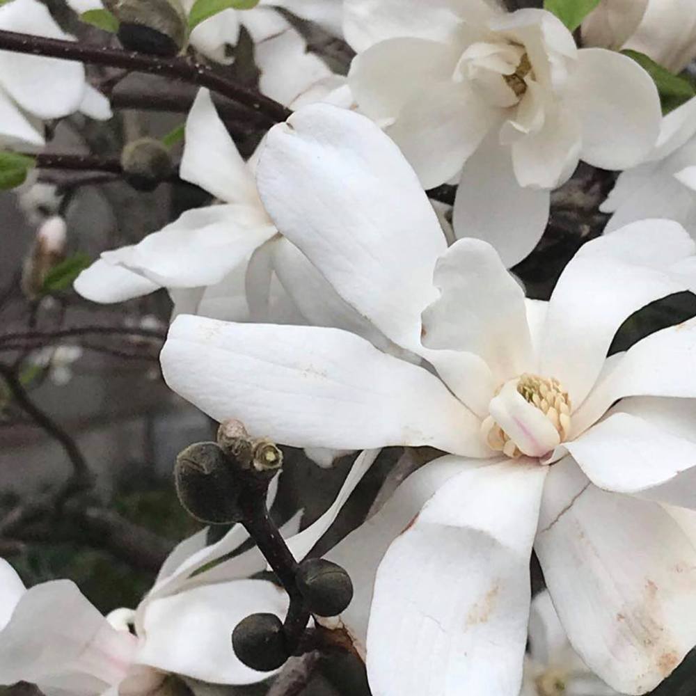 Meet your Posher, Laura